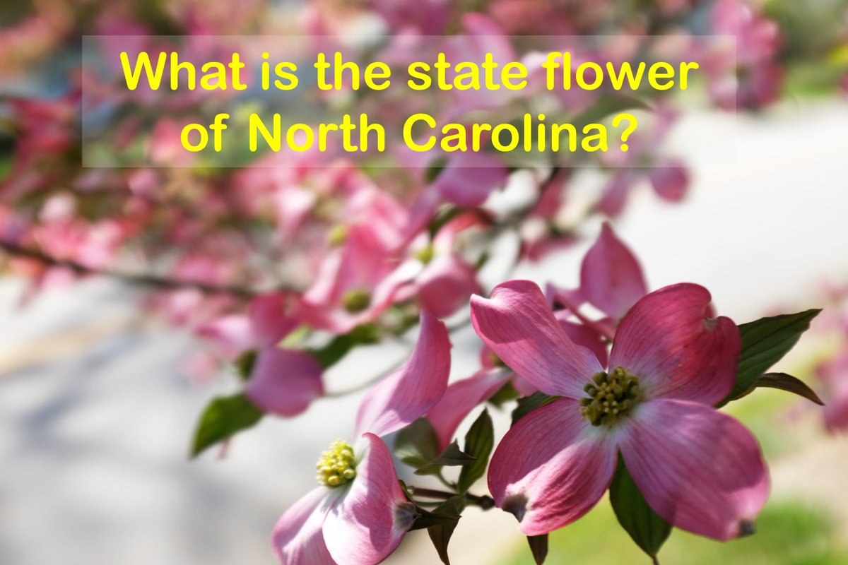 Are you ready to put your nature knowledge to the test?

What is the state flower of North Carolina?

Share your guess in the comments below and
challenge your friends to join in on the botanical fun!
Let's see who can root out the right answer!

Stay tuned for the big reveal!