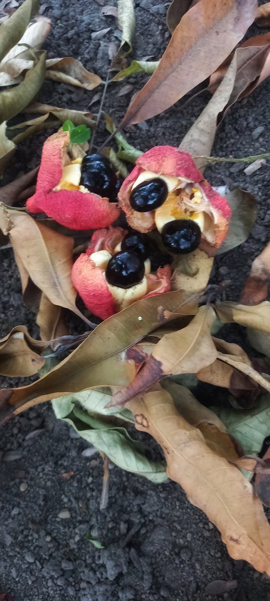 esotericgarden1's tweet image. Ackee fruits fall to the ground. Pods split-open means they are ready for harvest.
Some islands use a lot of ackee, other, not so much. 
Our Jamaican neighbours often ask for a handful to make ackee and codfish.
Me, not so much.

#DancingBetweenTallGrass
#CaribbeanCulture #ackee