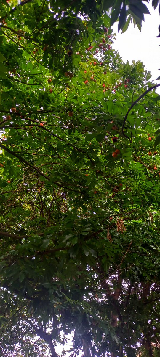 esotericgarden1's tweet image. Ackee fruits fall to the ground. Pods split-open means they are ready for harvest.
Some islands use a lot of ackee, other, not so much. 
Our Jamaican neighbours often ask for a handful to make ackee and codfish.
Me, not so much.

#DancingBetweenTallGrass
#CaribbeanCulture #ackee