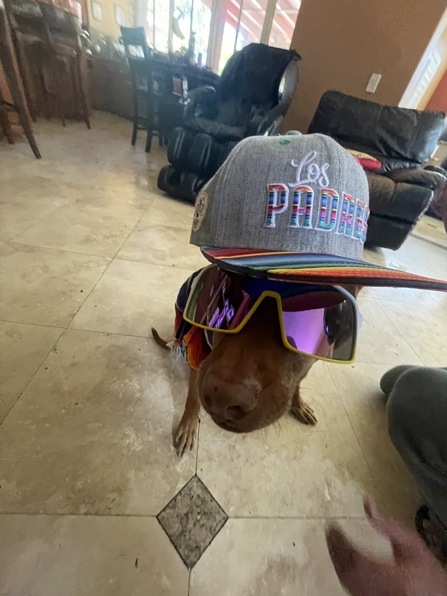 andy_rios2's tweet photo. @Padres  #padrespets https://t.co/xN1x22IaLi