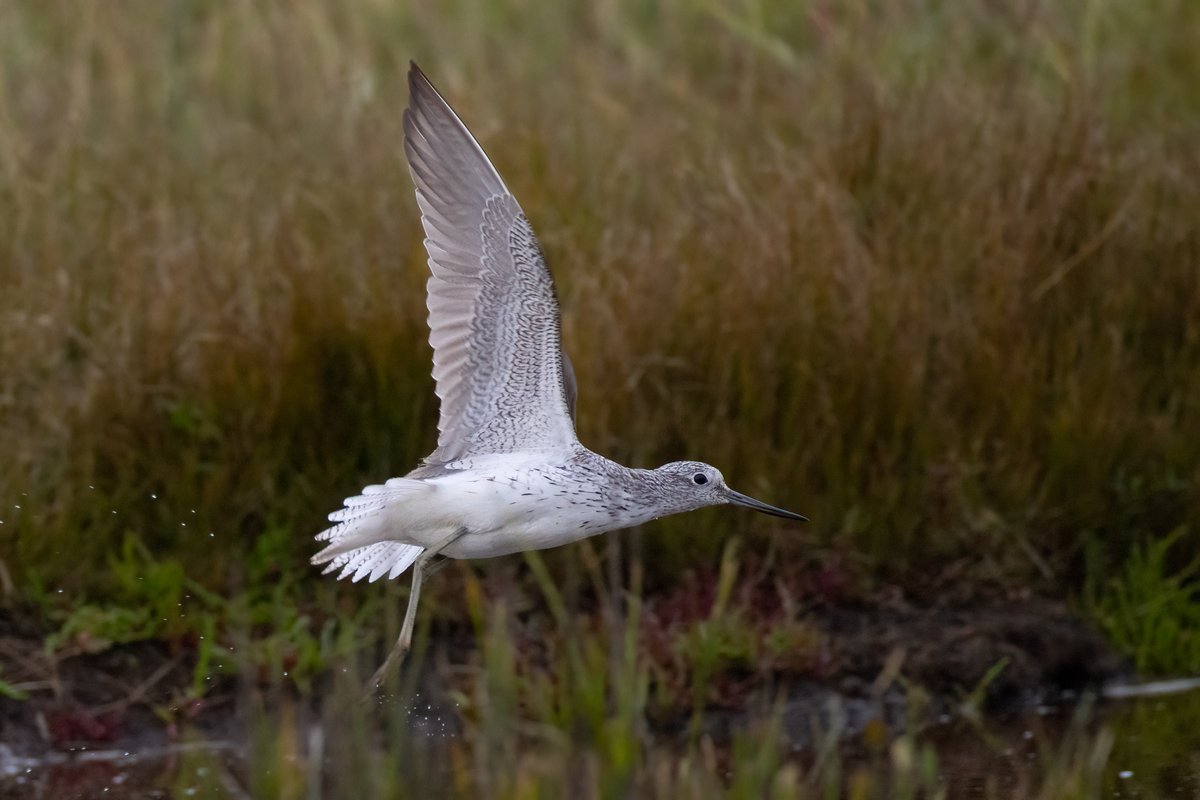 Grenshank
Lodmoor, Weymouth, Dorset
<a href="/RSPBWeymouth/">RSPB Weymouth Wetlands</a> <a href="/DorsetBirdClub/">Dorset Bird Club</a>