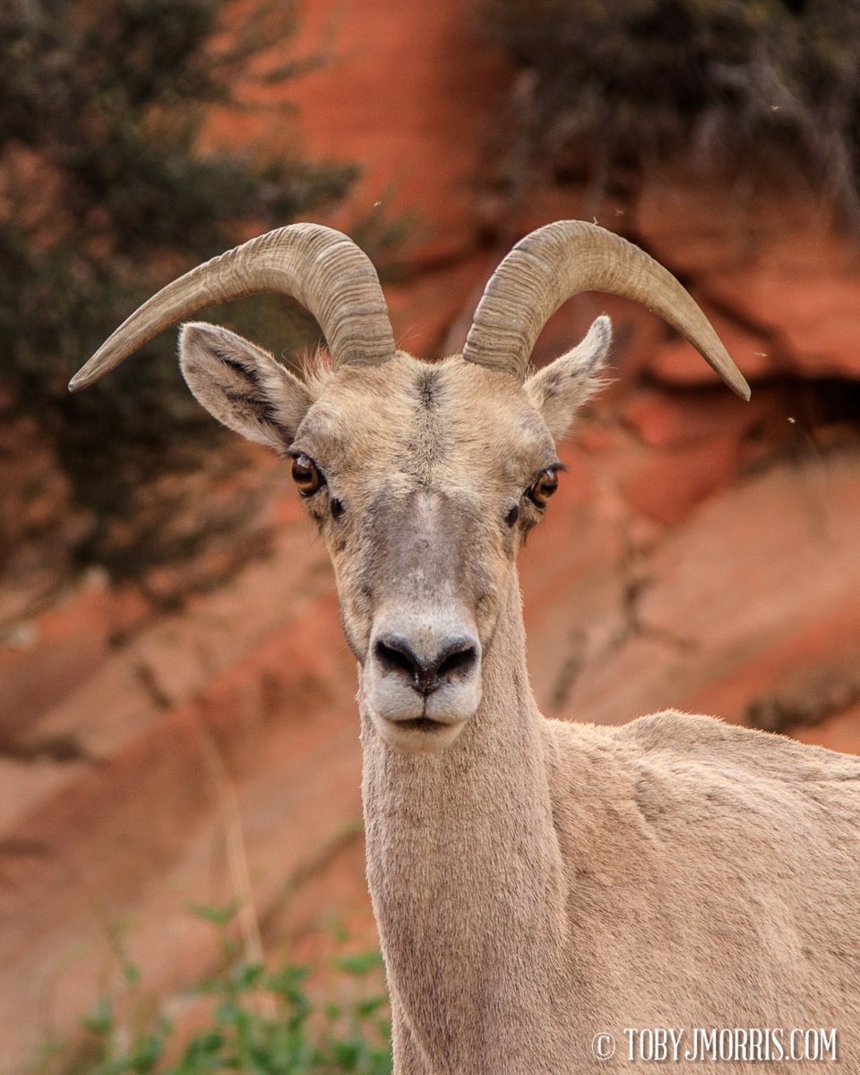 REALLY?

Now live in the new Fauna gallery 

tobyjmorris.com/FAUNA/ 

Prints and wall art available  

#really #bighornsheep #zion #zionnationalpark #utah #mammal