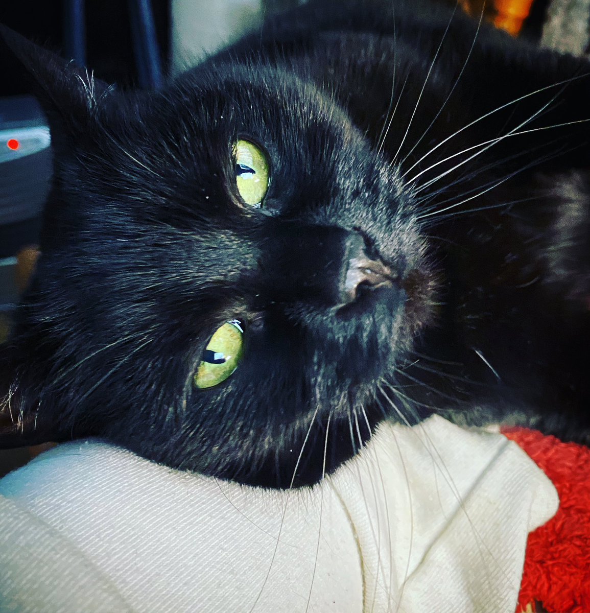 SkyHighLowFly's tweet photo. @WonderstruckYT Lucifer &amp; Orion 🖤 https://t.co/bP6UKbfJL7