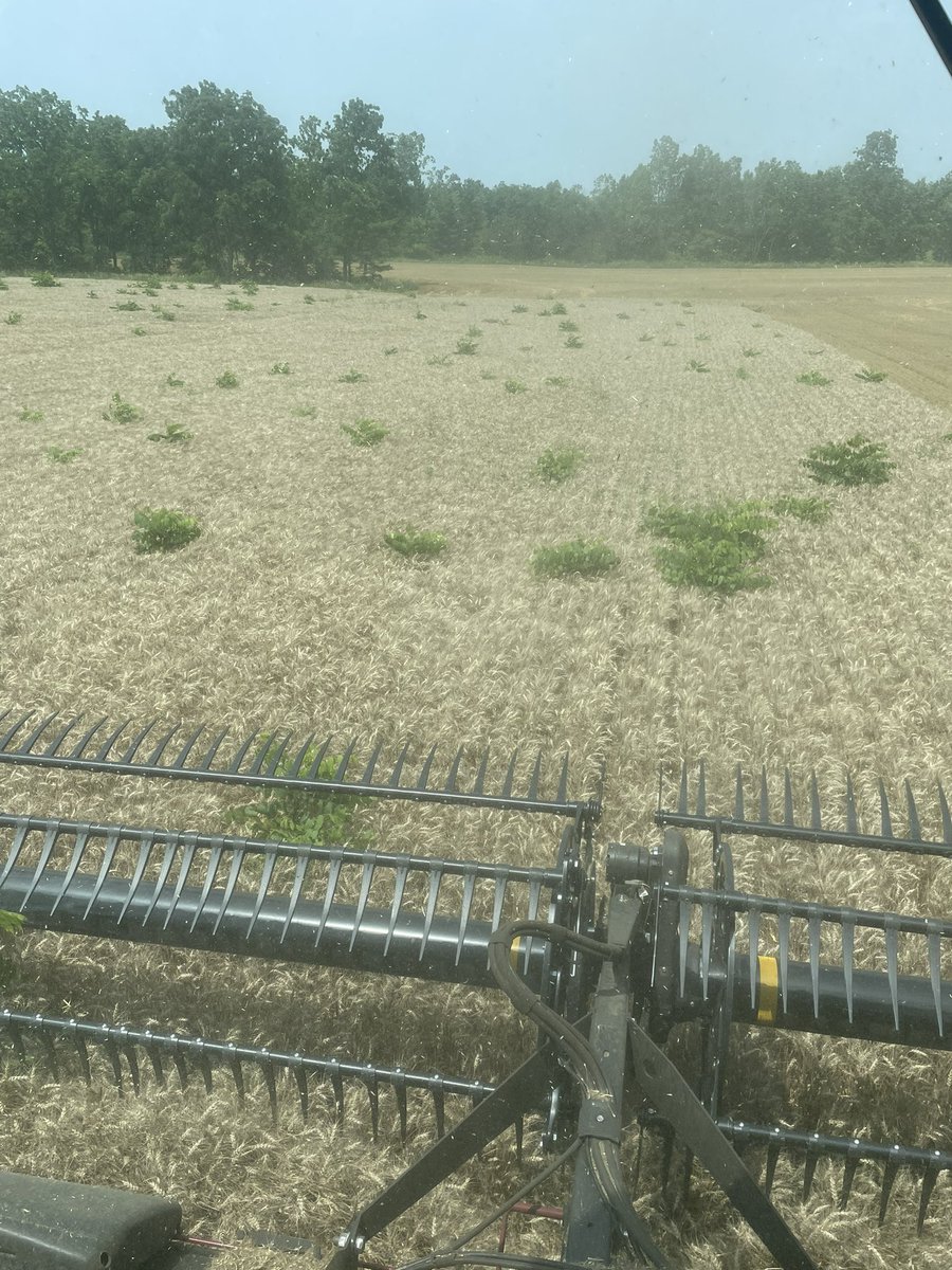 This is what’s happens when squirrels forget where they buried the walnuts