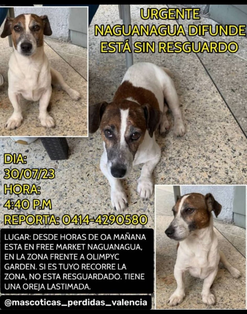 Busca a su familia.  #perdido. Esta en el #ccfreemarket.  Urgente. Un temporal mientras llega la familia. Esperemos no haya Sido abandonado <a href="/tu_oftalmologo1/">Pablo Quintero R. Oftalmólogo-Oculoplástico</a> <a href="/Noti_Naguanagua/">Notinaguanagua</a> <a href="/NaguaEn_calle/">Naguanagua en Calle</a> #difundir #Carabobo