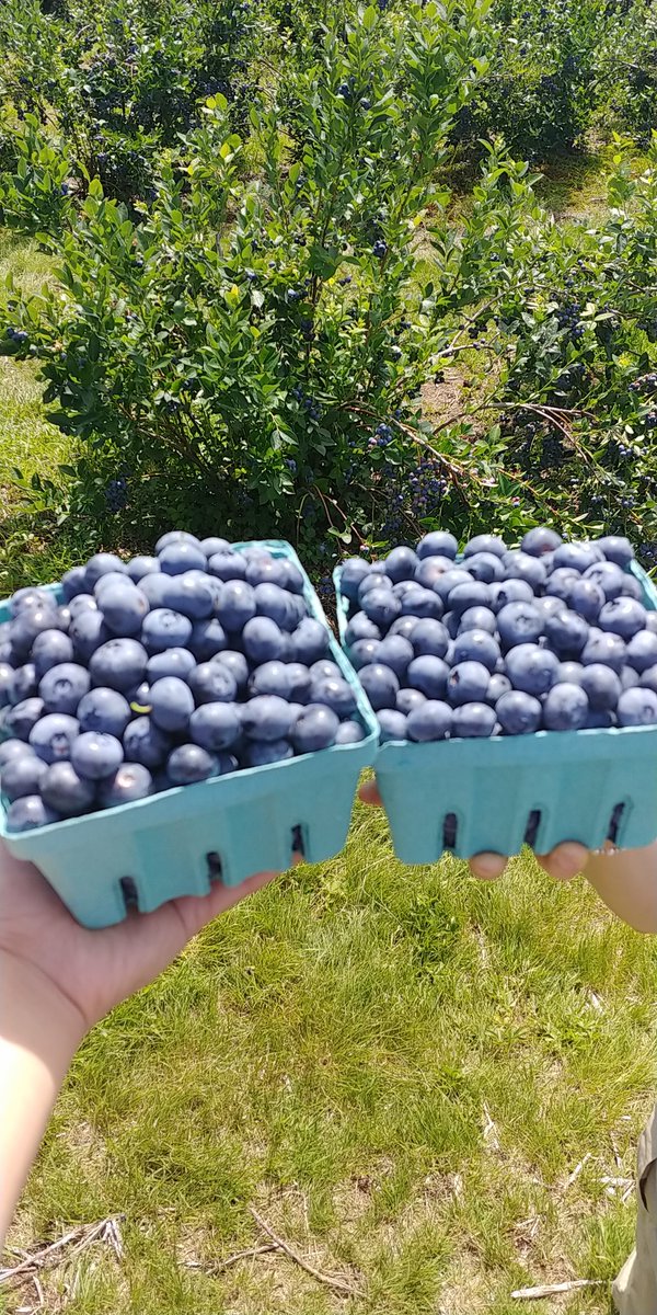 GoodShibu's tweet photo. #blueberry buffet at #LibbyandSonFarm #summer sun kissed #blueberries so #sweet right here in #LimerickME
#food #foodie #foodpics #foodphotography #foodstagram #delicious #yummy 😋 https://t.co/WI57RDpWSl