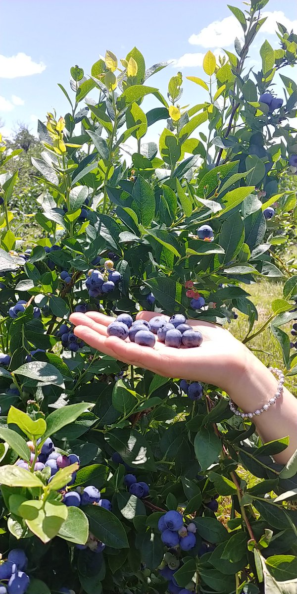 GoodShibu's tweet photo. #blueberry buffet at #LibbyandSonFarm #summer sun kissed #blueberries so #sweet right here in #LimerickME
#food #foodie #foodpics #foodphotography #foodstagram #delicious #yummy 😋 https://t.co/WI57RDpWSl