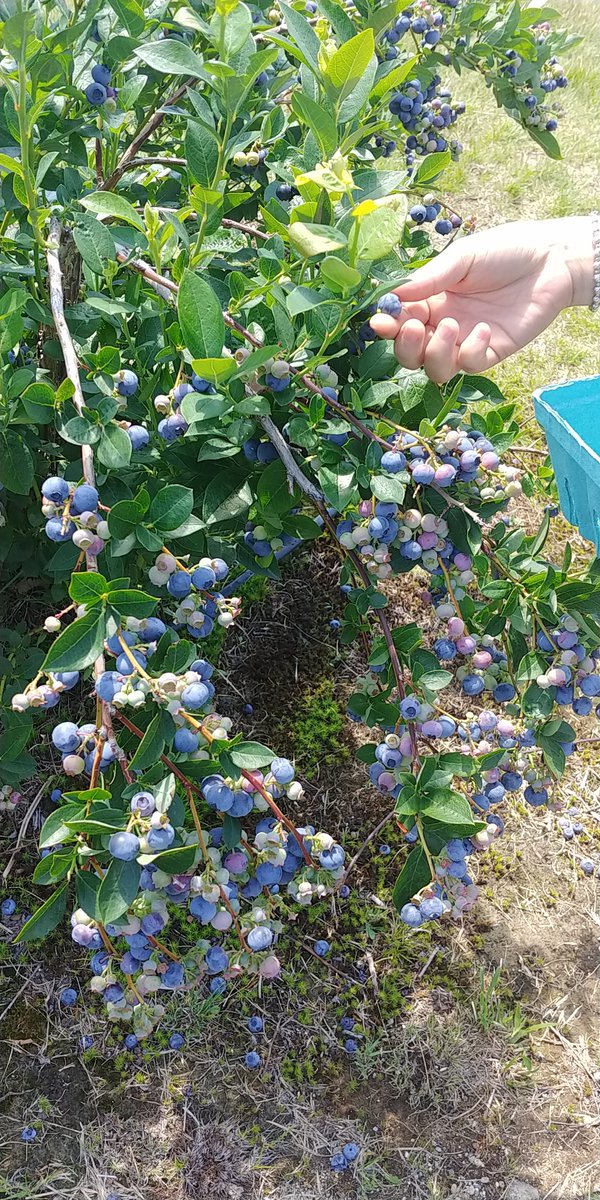 GoodShibu's tweet photo. #blueberry buffet at #LibbyandSonFarm #summer sun kissed #blueberries so #sweet right here in #LimerickME
#food #foodie #foodpics #foodphotography #foodstagram #delicious #yummy 😋 https://t.co/WI57RDpWSl