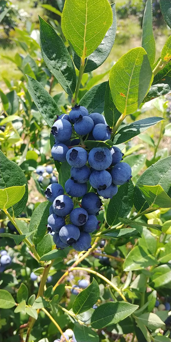 GoodShibu's tweet photo. #blueberry buffet at #LibbyandSonFarm #summer sun kissed #blueberries so #sweet right here in #LimerickME
#food #foodie #foodpics #foodphotography #foodstagram #delicious #yummy 😋 https://t.co/WI57RDpWSl