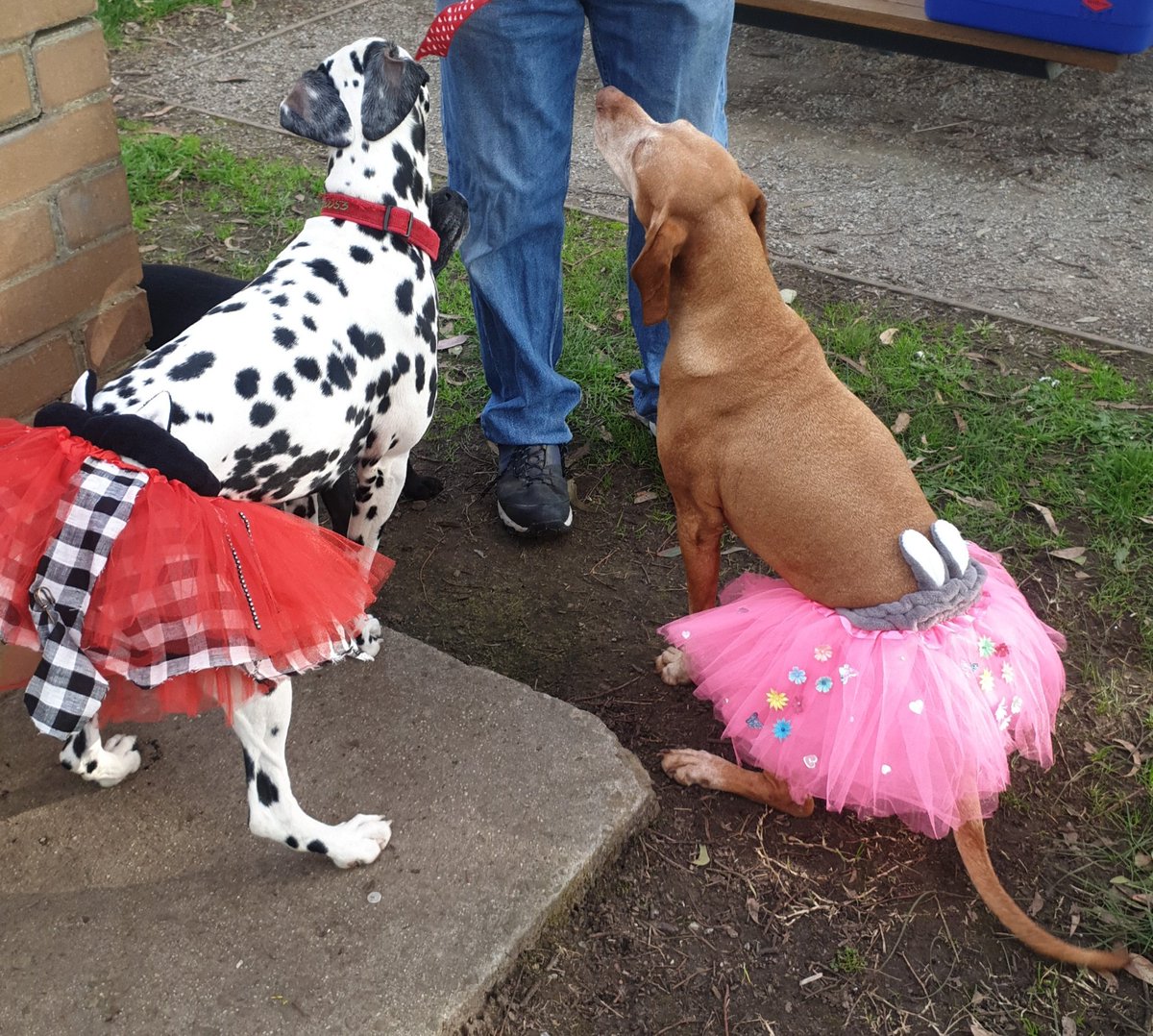 Vizsla Emme tweet media