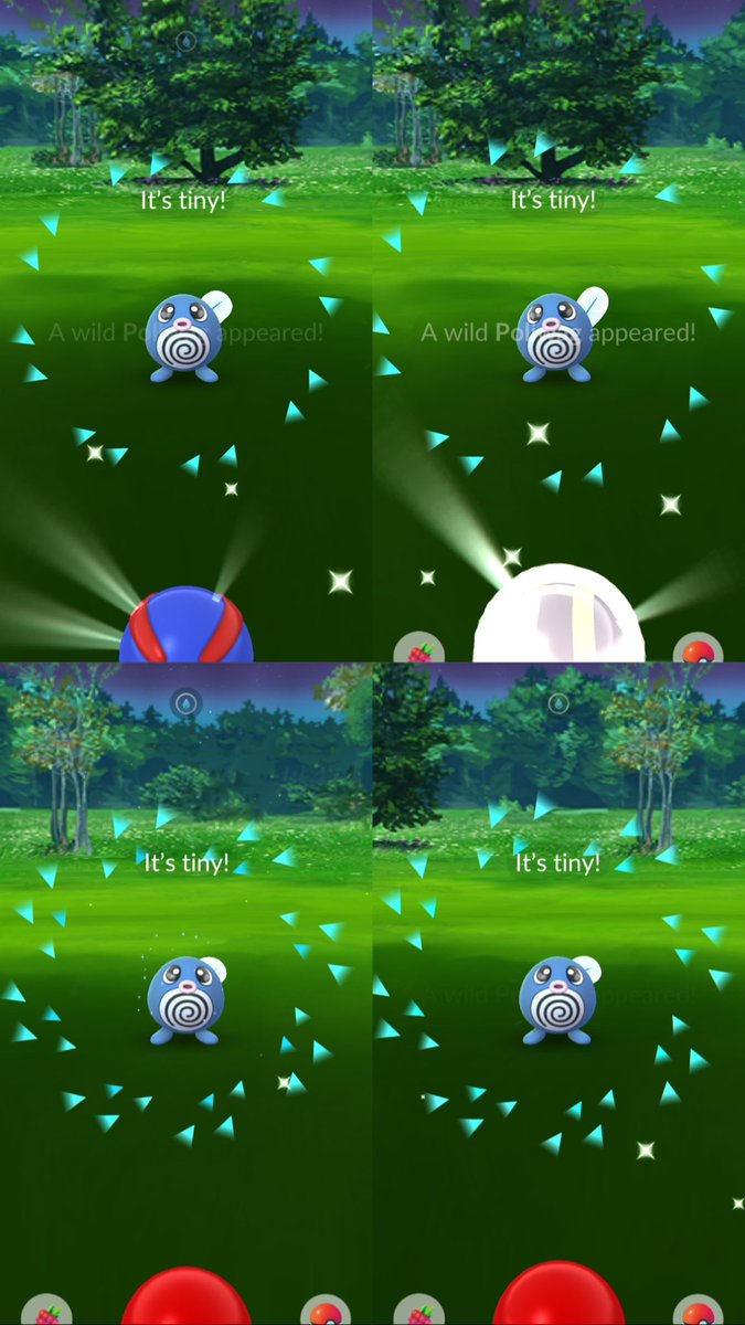 bailey_motta's tweet photo. Fifteen minutes before from 17:00 I’m calling it, too hungry 😅 it was a great community day, I love shiny Poliwag 💙🩵 a lot of huge and tiny ones too https://t.co/u1VUZZJlYa