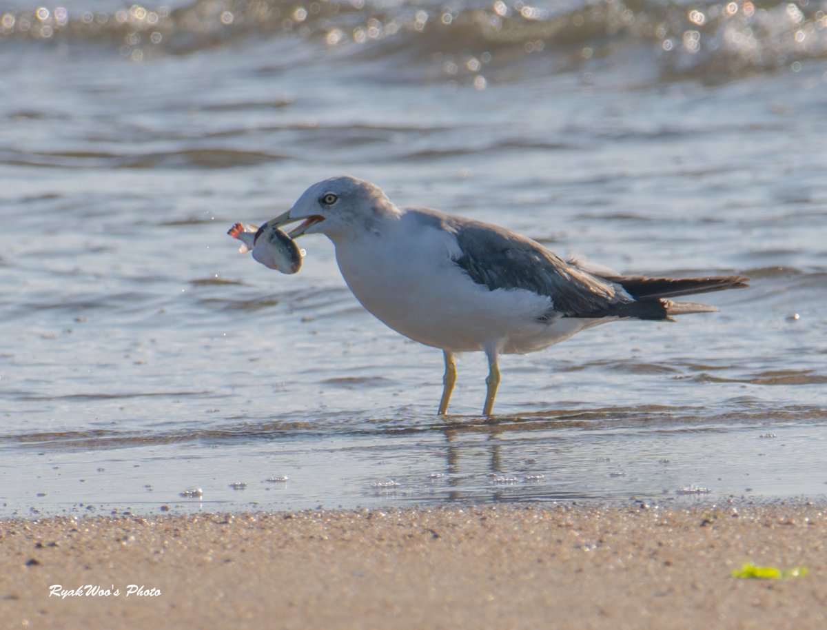 #BlackTailedGull  July 2023.
ネコ氏、それはフグなのでは。