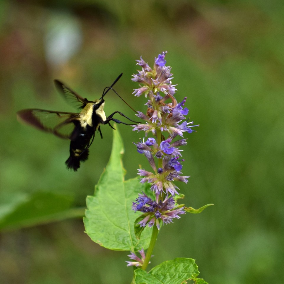 Georgia Native Plant Society tweet media