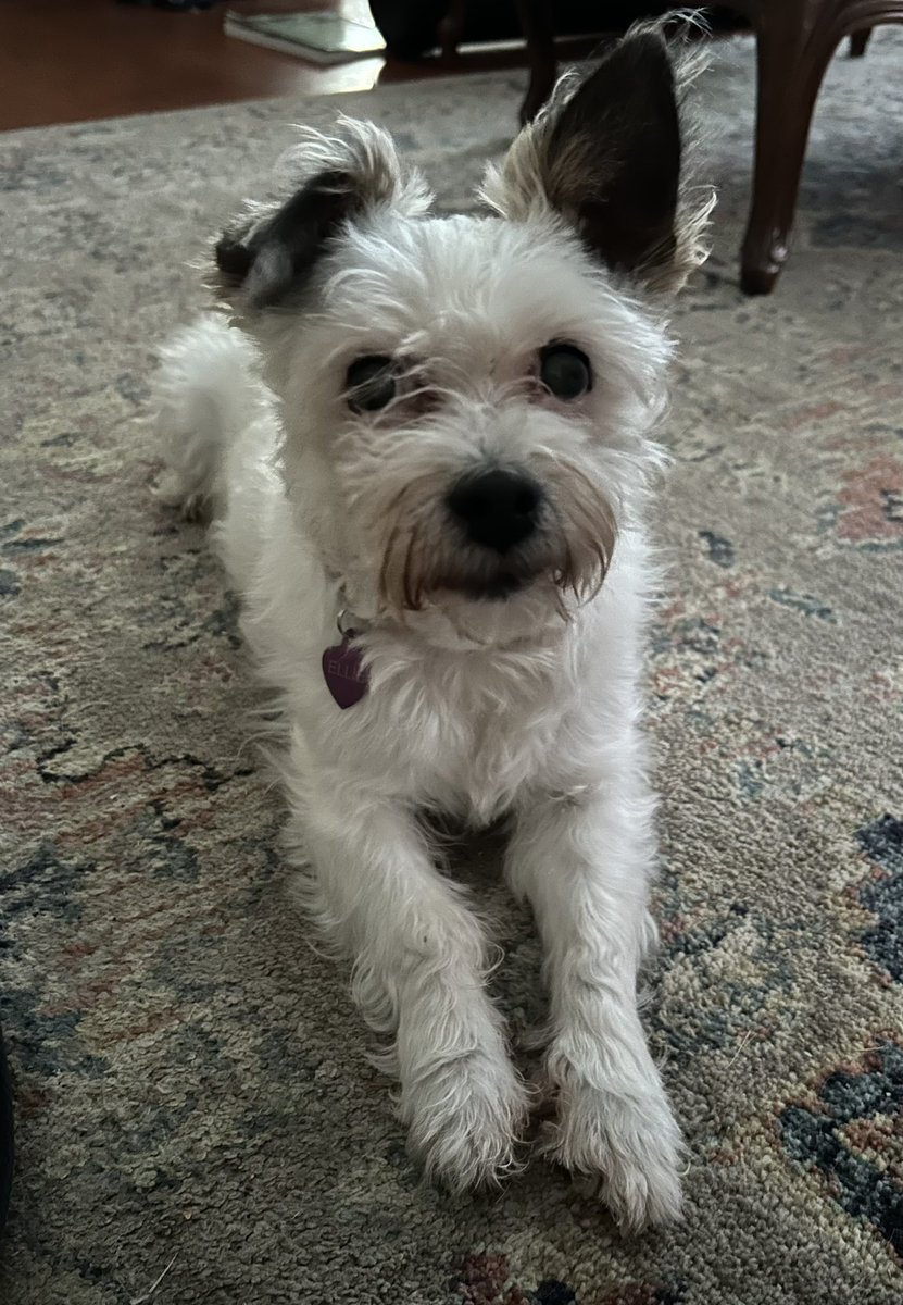 Firecrackermoo's tweet photo. Pals, our air conditioner is broken and we are melting. Please send snow cones and pupsicles!!๐ง๐ฆโ๏ธ
#dogsoftwitter #melting #pupsicles #hotdog https://t.co/igtNqHcbG3