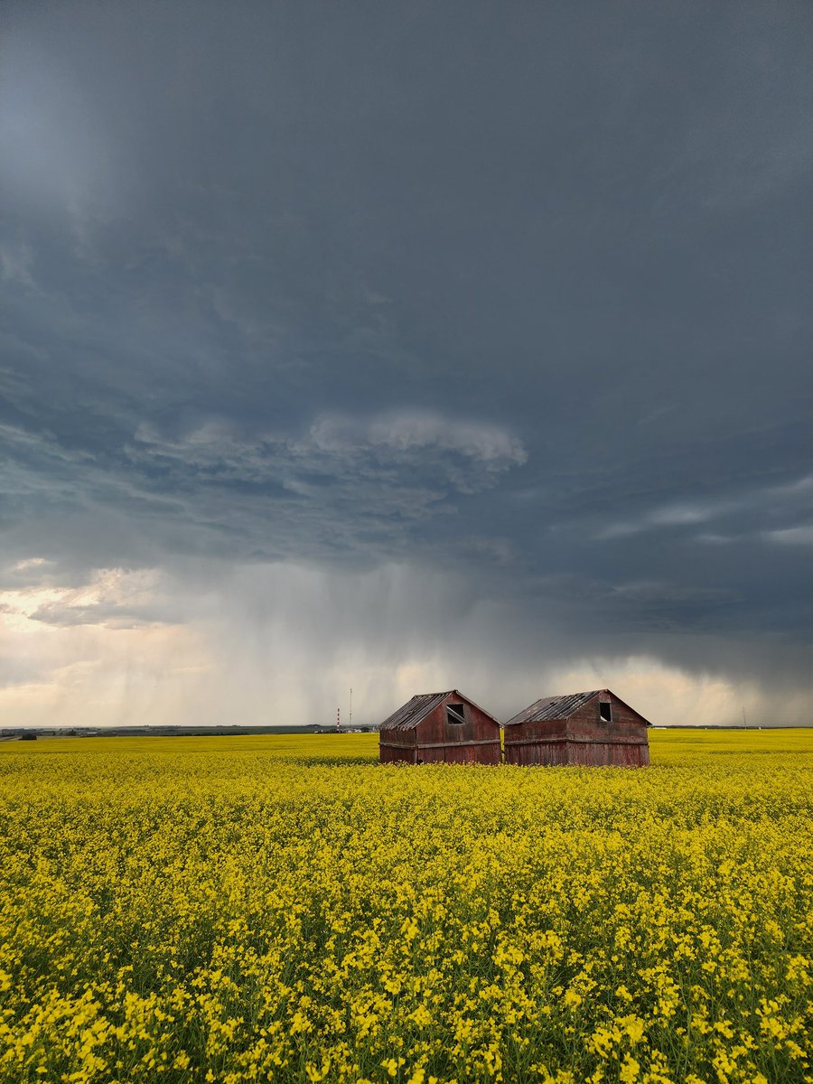 It's taken a bit this year, but the canola is looking great now!