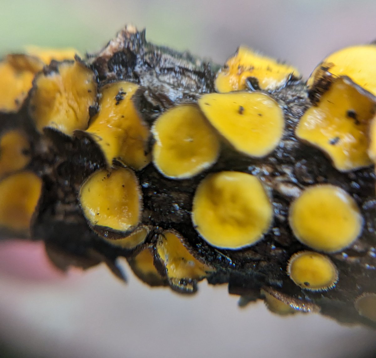 fungolution's tweet image. #MSAfungi23 #foray