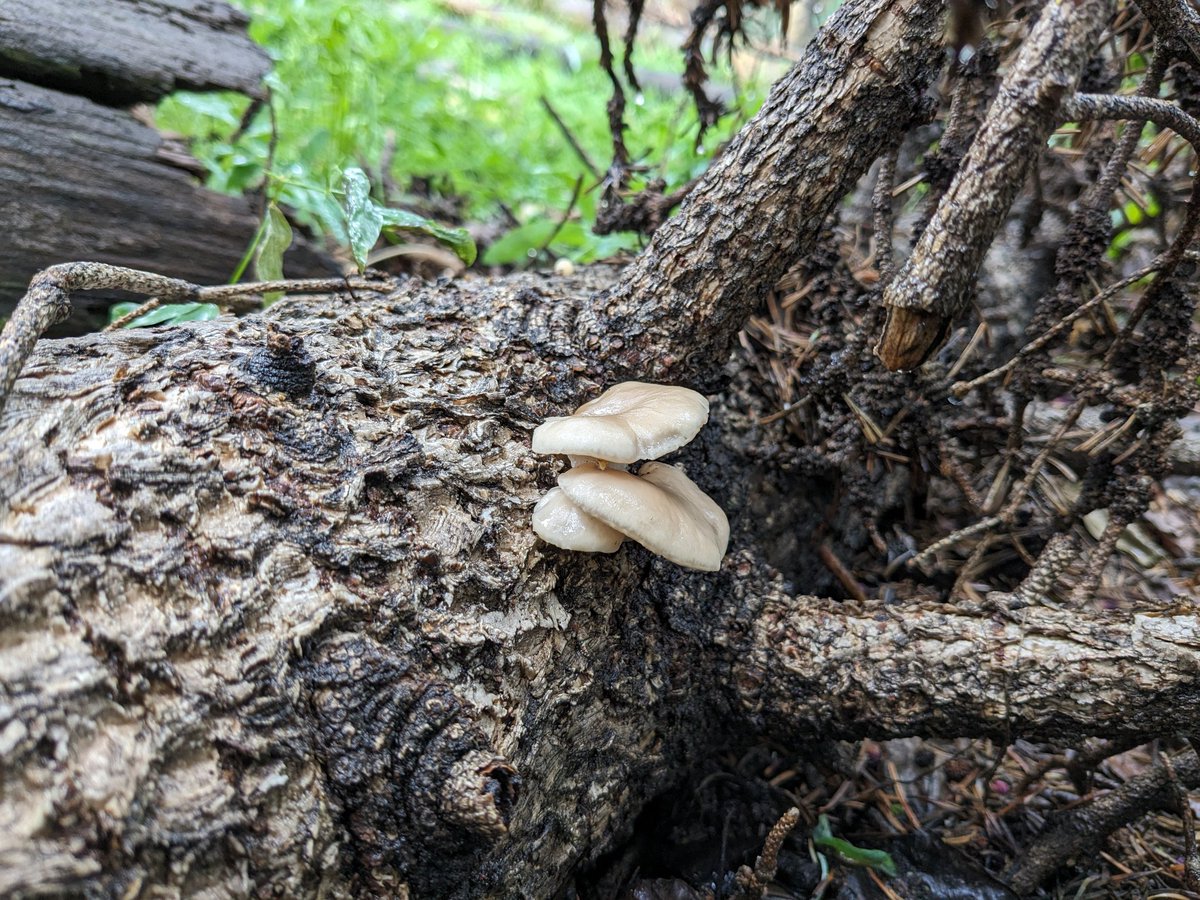 fungolution's tweet image. #MSAfungi23 #foray