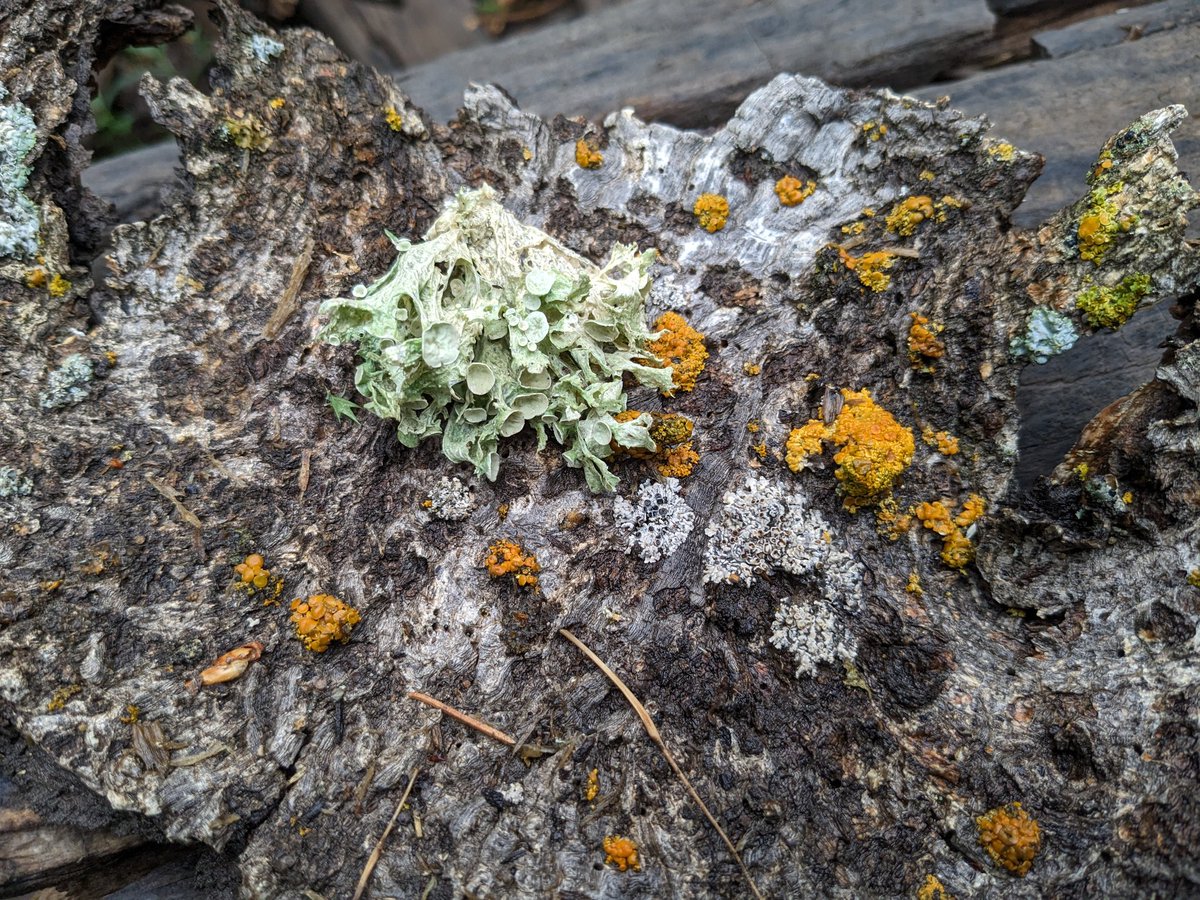 fungolution's tweet image. #MSAfungi23 #foray