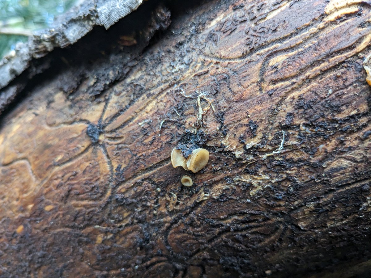 fungolution's tweet image. #MSAfungi23 #foray