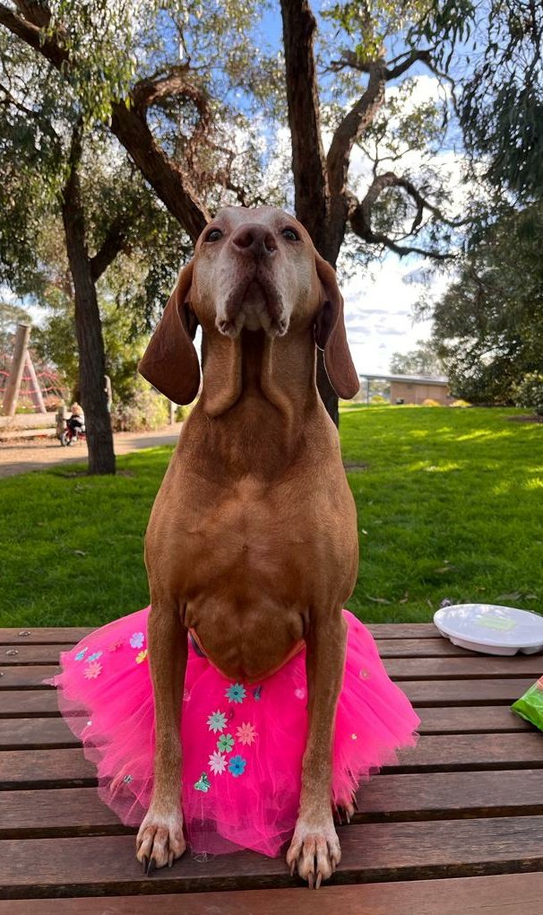 Vizsla Emme tweet media