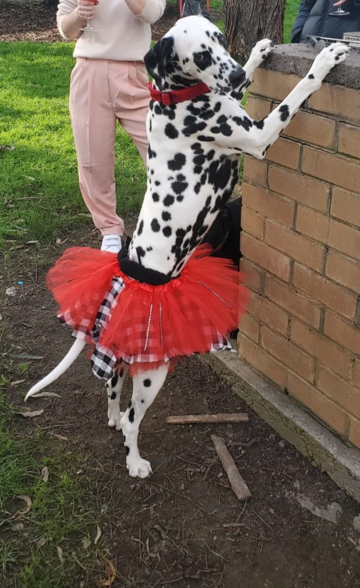 Vizsla Emme tweet media