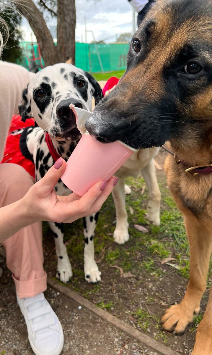 Vizsla Emme tweet media