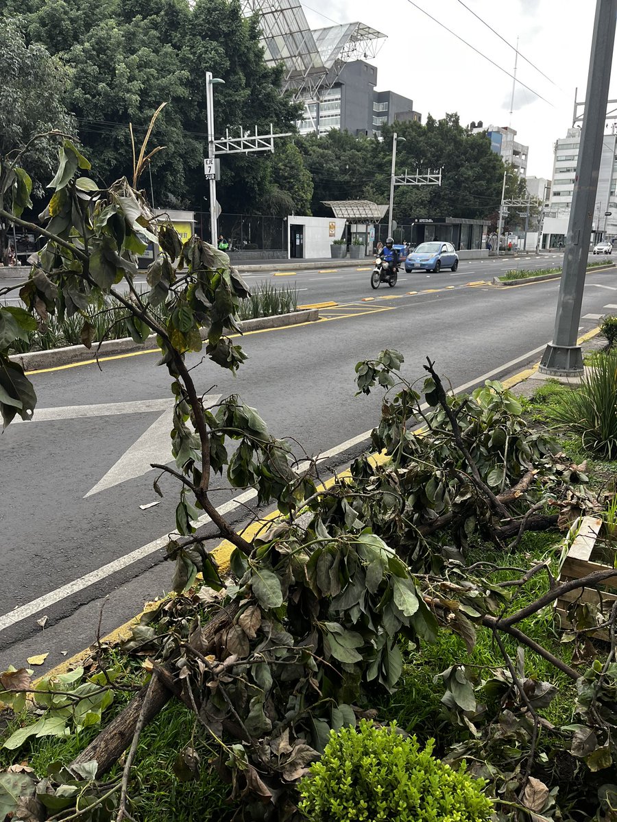 Delvalle_Quejas's tweet image. Buenas tardes @SOBSECDMX solicitamos retirar rama caída en la Av. Félix Cuevas entre la Av. Coyoacán y la calle de Adolfo Prieto, Colonia Del Valle. Solicitamos que tengan cuidado para no lastimar un encino cercano.