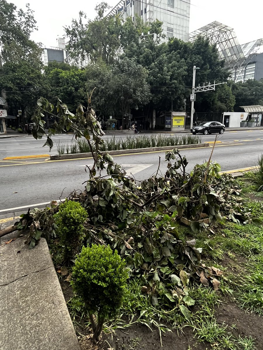 Delvalle_Quejas's tweet image. Buenas tardes @SOBSECDMX solicitamos retirar rama caída en la Av. Félix Cuevas entre la Av. Coyoacán y la calle de Adolfo Prieto, Colonia Del Valle. Solicitamos que tengan cuidado para no lastimar un encino cercano.