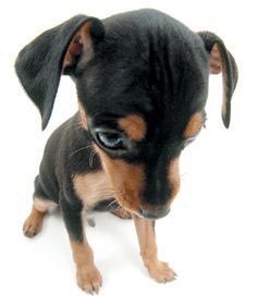 no m grites no es mi culpa estar sordo