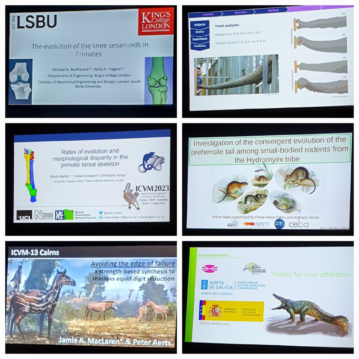 Great early morning session on limbs and 'limbs' at #ICVM2023 Day 4 with @MBerthaume 🦵 Pauline Costes 🐘 @nicole_barber 🐒 Arthur Nass 🐀 @palaeotheoryum 🐎 Alejandro Blanco🐊