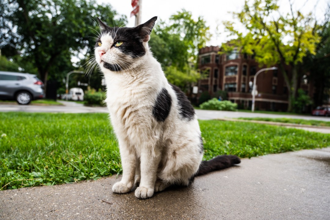BlockClubCHI's tweet photo. A North Side neighborhood’s longtime leader is mostly chill, sometimes grumpy and always in charge.

He’s also a cat.🐈  https://t.co/vD4YDd3oYE https://t.co/mevvOXTp7r