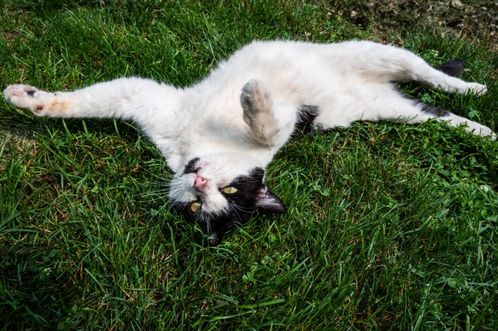 BlockClubCHI's tweet photo. A North Side neighborhood’s longtime leader is mostly chill, sometimes grumpy and always in charge.

He’s also a cat.🐈  https://t.co/vD4YDd3oYE https://t.co/mevvOXTp7r