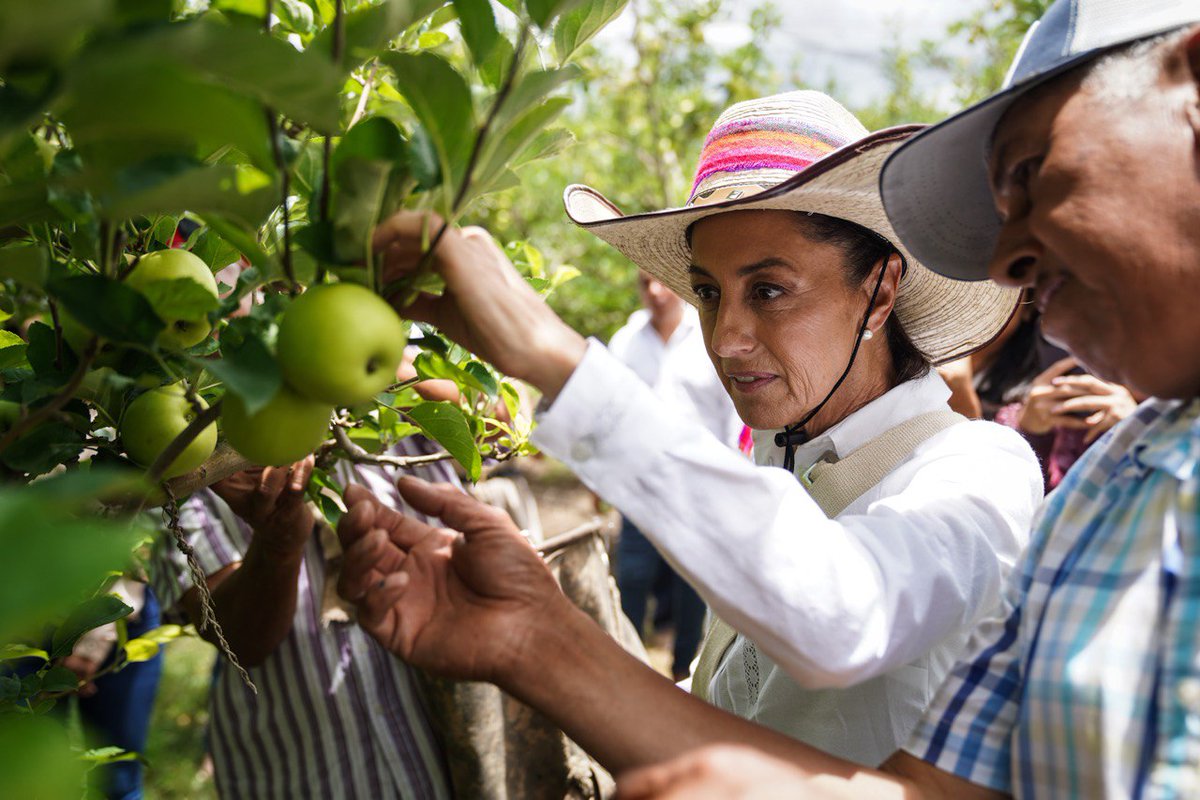 Claudiashein's tweet photo. El trabajo de los piscadores de manzana requiere de conocimiento, es meticuloso, laborioso y cansado. Nos acercamos a las historias y necesidades de las personas que están detrás de una deliciosa manzana 🍏 mexicana. https://t.co/WNJES2K9WH