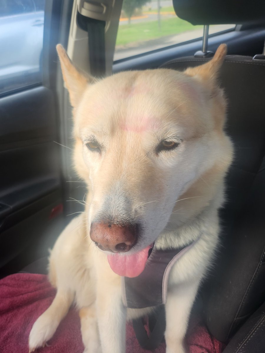 ColetteArnold16's tweet photo. Forgot I had lipstick on when I gave Jilly-Bean kisses...lol https://t.co/BbqkOMKdQw