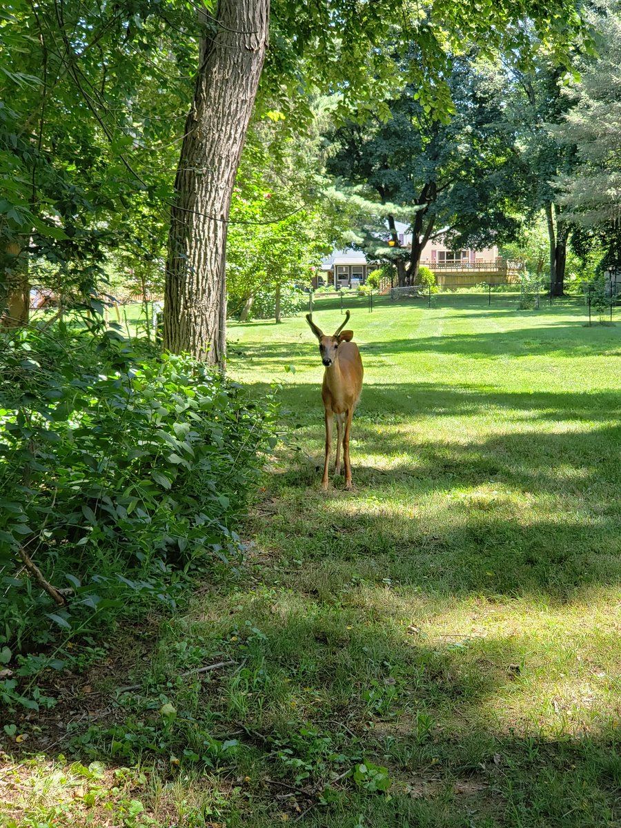 katievanmunster's tweet photo. We have a few deer herds in the patchy wooded areas in our suburbs. One of the herds that roam by our house has two young bucks and a doe. One of the bucks is really curious and sometimes follows us at a distance. https://t.co/skiXOOXq9m