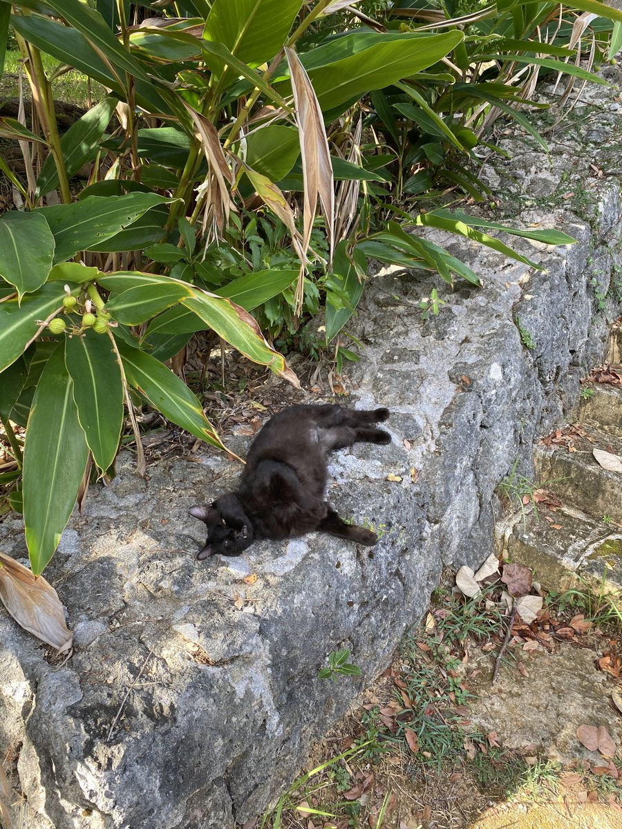 Nekohige🇯🇵 ₿ NFT 🐈⬛🐉🌈 tweet media