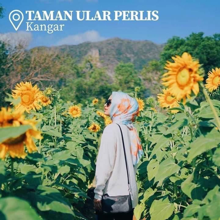 cutibajetco's tweet photo. Ha tu dia, punya banyak tempat menarik dekat Perlis yang korang boleh kunjungi. Jangan kata kami tak payung. 

📍Perlis https://t.co/KDf8euK7JD