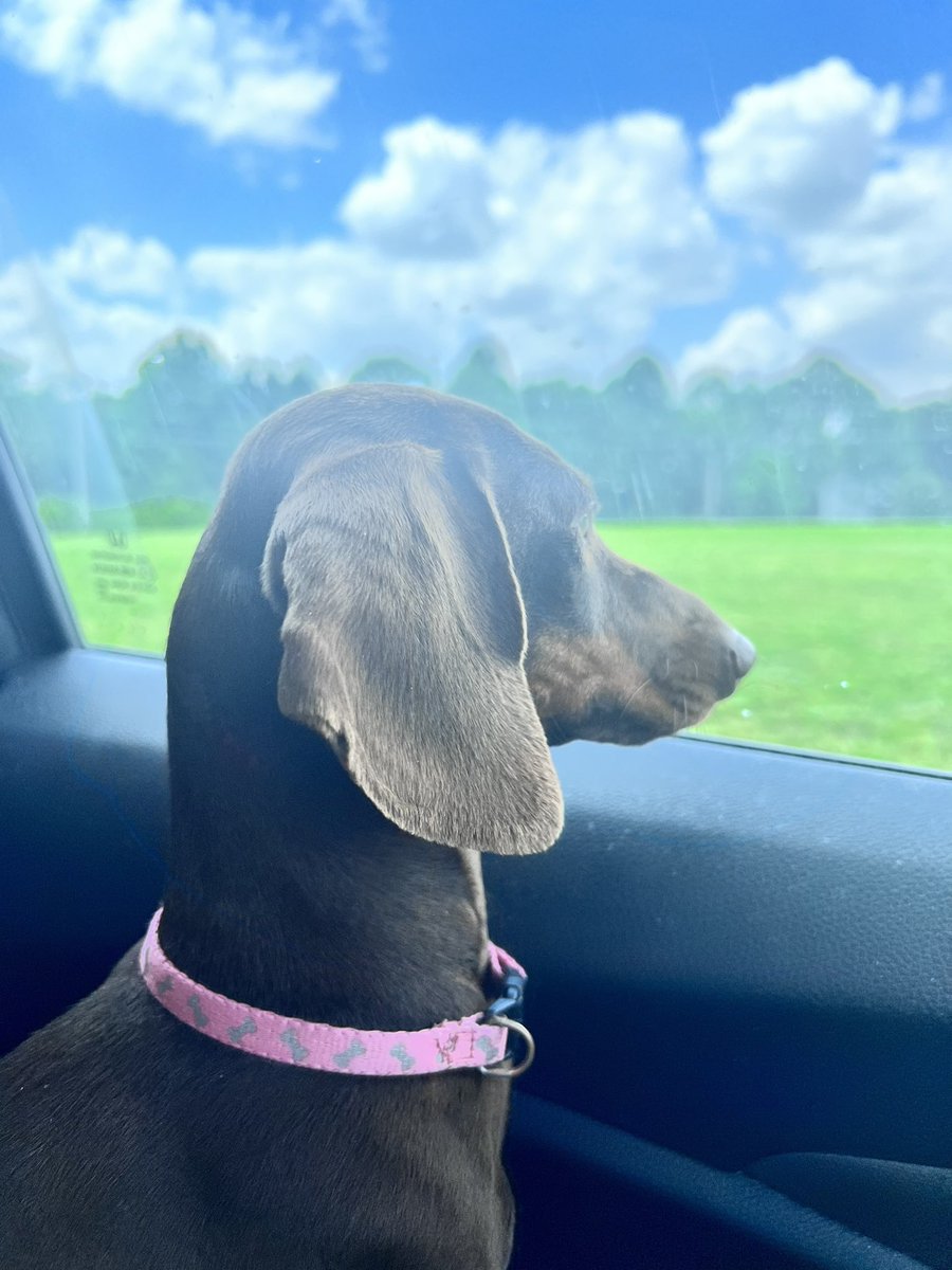 DawgsView's tweet photo. Going for a ride today 
Woof https://t.co/xD4YZOpCVD