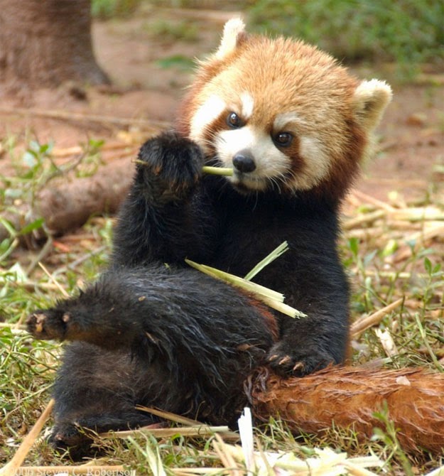 Red Panda Every Hour! (@redpandaeveryhr) on Twitter photo 
