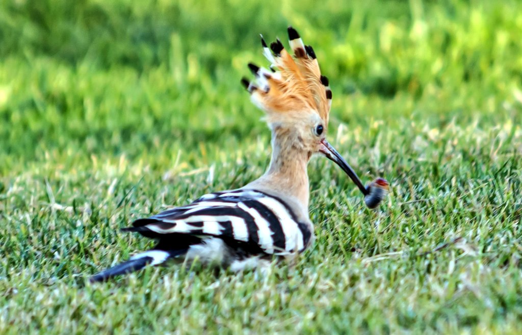 Tareeq Iqbal Mohammed (@tareeqiqbalmohd) on Twitter photo Eurasian hoopoe - Accuried the food that i love.
#Kuwait <a href="/kuwaittimesnews/">KUWAIT TIMES</a>
<a href="/Alshaheedpark/">Al Shaheed Park</a> <a href="/thetimesq8/">The Times Kuwait</a>
@natgeowild <a href="/NatGeoPhotos/">Nat Geo Photography</a>
<a href="/IndiAves/">IndiAves</a>
<a href="/Lightroom/">Adobe Lightroom</a>
<a href="/NatureattheBest/">Nature at the Best</a>
<a href="/naturelovers/">Nature Lovers</a> <a href="/climactivist/">Climactivist</a>
<a href="/Britnatureguide/">The British Nature Guide</a>
<a href="/ThePhotoHour/">#ThePhotoHour</a>
<a href="/DavidMariposa1/">David</a>
<a href="/a_london_pigeon/">a_london_pigeon</a> <a href="/stormcabbirds/">stormcabbirds</a>
<a href="/Avibase/">Avibase (Denis Lepage)</a> Eurasian hoopoe - Accuried the food that i love.
#Kuwait <a href="/kuwaittimesnews/">KUWAIT TIMES</a>
<a href="/Alshaheedpark/">Al Shaheed Park</a> <a href="/thetimesq8/">The Times Kuwait</a>
@natgeowild <a href="/NatGeoPhotos/">Nat Geo Photography</a>
<a href="/IndiAves/">IndiAves</a>
<a href="/Lightroom/">Adobe Lightroom</a>
<a href="/NatureattheBest/">Nature at the Best</a>
<a href="/naturelovers/">Nature Lovers</a> <a href="/climactivist/">Climactivist</a>
<a href="/Britnatureguide/">The British Nature Guide</a>
<a href="/ThePhotoHour/">#ThePhotoHour</a>
<a href="/DavidMariposa1/">David</a>
<a href="/a_london_pigeon/">a_london_pigeon</a> <a href="/stormcabbirds/">stormcabbirds</a>
<a href="/Avibase/">Avibase (Denis Lepage)</a>