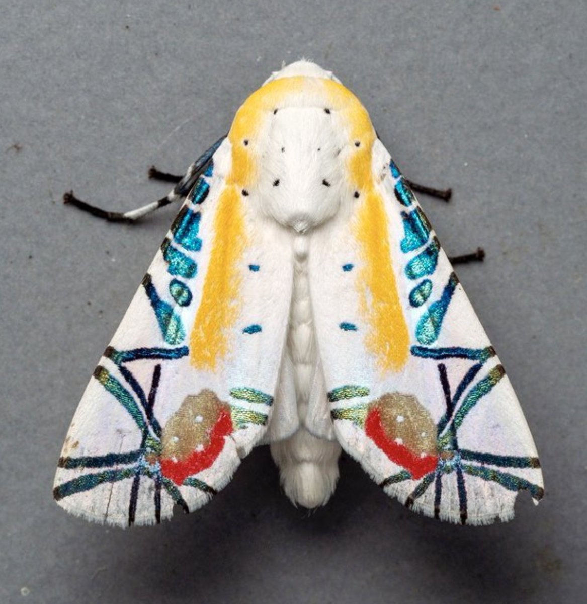 #NationalMothWeek day 9! The final moth of the week is the truly spectacular Picasso moth (Baorisa hieroglyphica). Considered to be one of the most beautiful moths in the world. Photo: msone #MothWeek