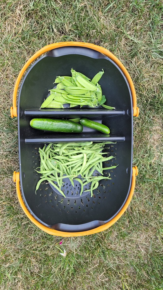 Today's harvest. 1st cucumbers of the season & the beans have been so tasty. #gardening #gardentherapy