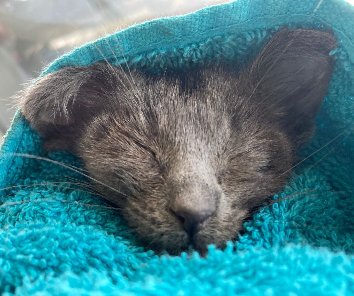 Well, I did not wake up today expecting to be a kitten foster nurse, but here we are. #helpinghand #mentalhealth #LivingSunder #Kitten #KittensOfTwitter 
Come visit livingsunder.com and signup for our Newsletter, first edition launching soon!