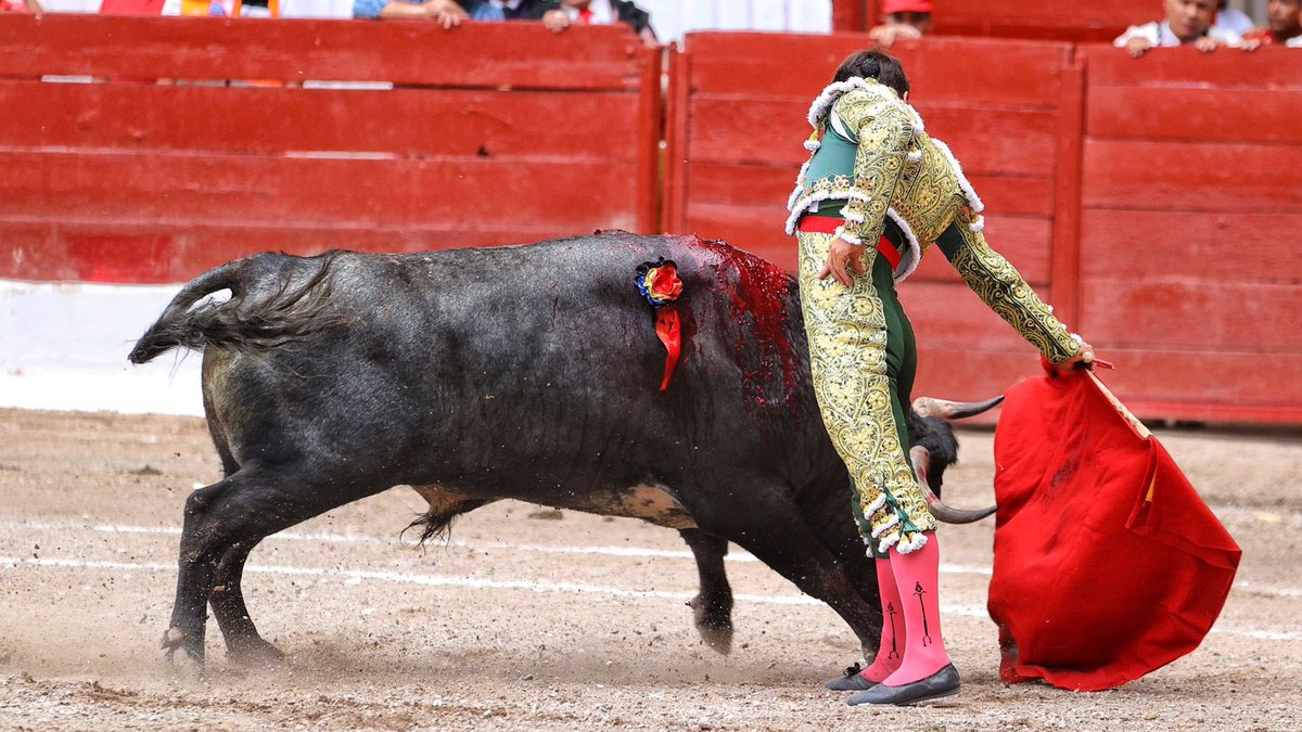 Palmas con el primero de mi lote de nombre “Contador” de San Isidro. 

#MacíasEnLagos🇲🇽
#ArturoMacías #VivirEnTorero #LaPasiónLoEsTodo