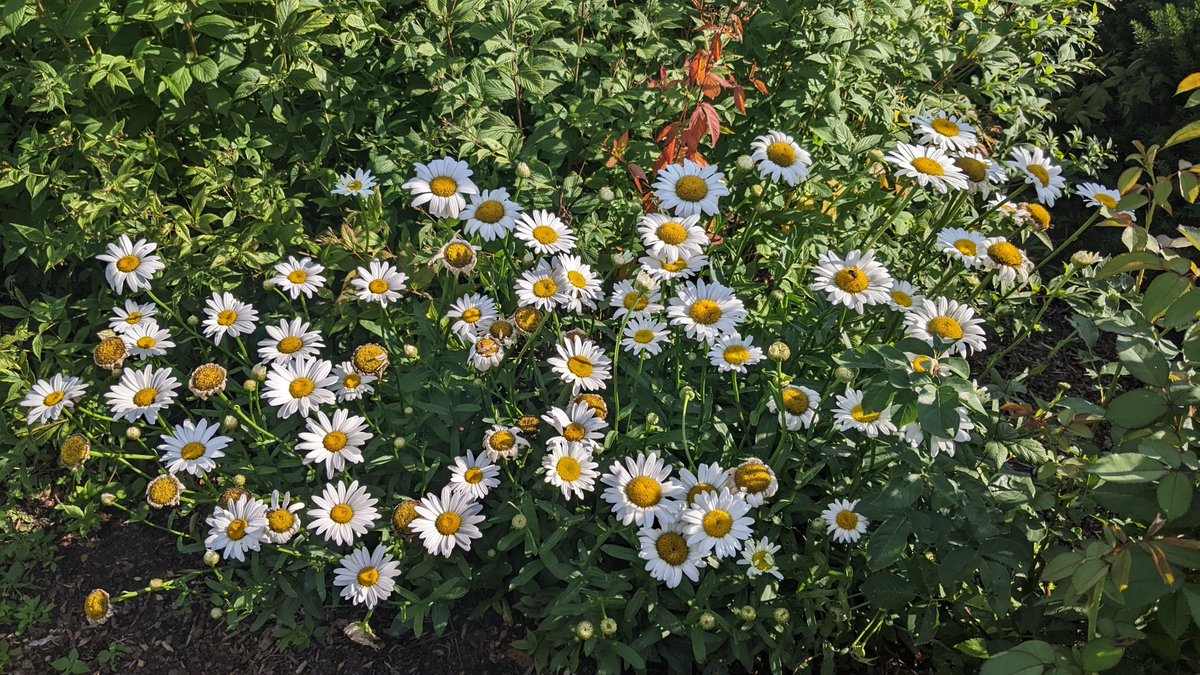 Now I know this might sound crazy, but I've smelled the *actual* daisies 

And it seems we've found ourselves in...

(Cantigny Park)