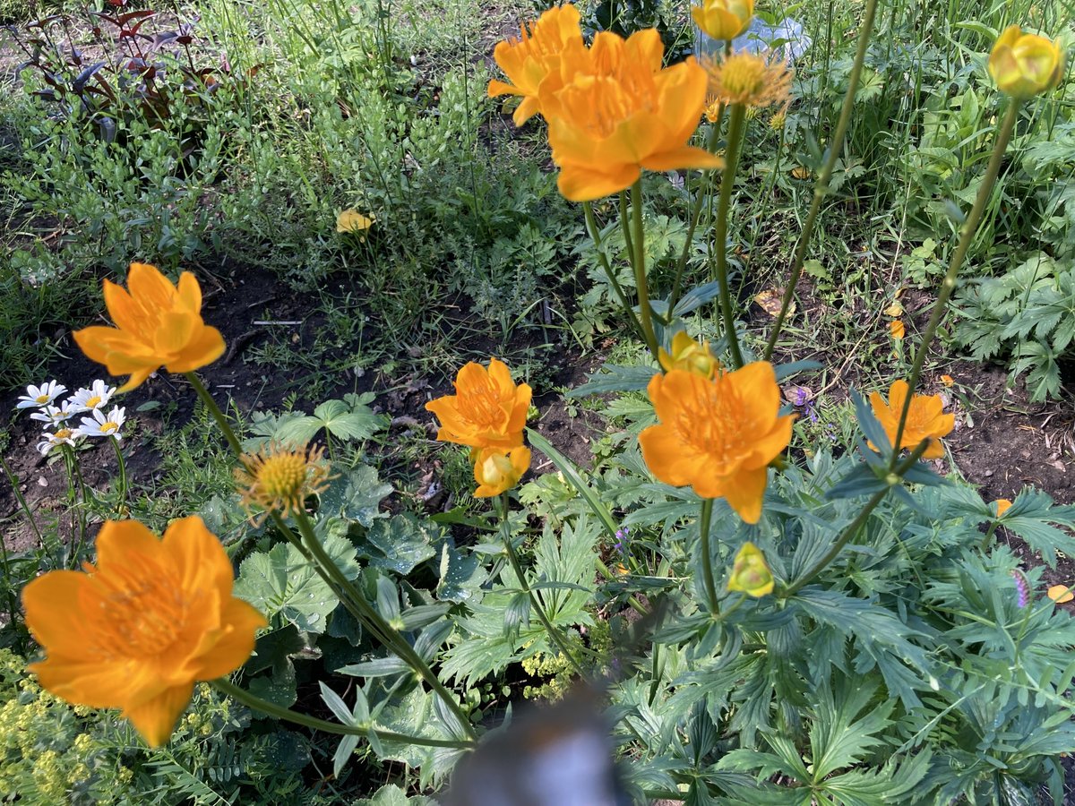 mchen6917's tweet photo. "Where flowers bloom, so does hope."
–Lady Bird Johnson
#hope https://t.co/Y2wpkfcF7c