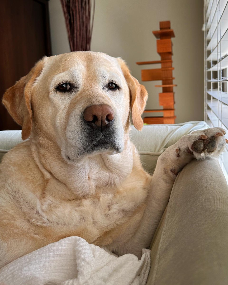 Labrador_lover4's tweet photo. #labradotroftheday #laboftheday #lablove #blacklabsquad #labradors_ #labradorchocolate #labradorlover #labradors #labradorretriever #blacklabrador https://t.co/L2eScJpYAb