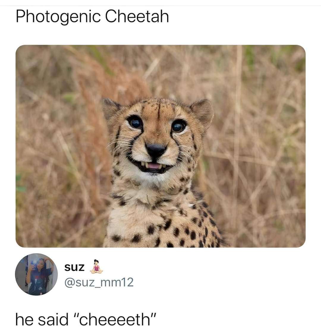 WholesomeMeme's tweet photo. https://t.co/IdqtOVH1Hk