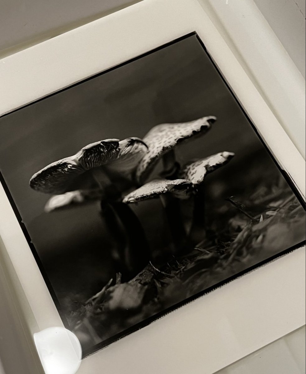 sbills15's tweet photo. 今日、モノクロのプリントを作りました。#darkroom #darkroomprint @ilfordphoto #darkroomphotography #panfplus #darkroomprinting #ilfordclassicfbpaper #analogphotography #filmphotography #ilfordwarmtonepaper #hasselblad500CM #hasselblad120mmcfi @hasselblad https://t.co/KQgQzxqjme