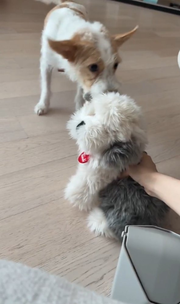 Hank thờ ơ với &quot;bạn gái&quot;, trong khi Rosé lại thích thú.